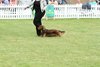 houndshow2012a_87