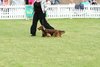 houndshow2012a_83