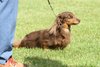 houndshow2012a_64