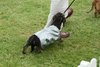 houndshow2012a_82