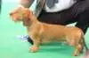 _645509552165116_912426288_n_small.jpg
