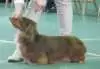 garbosasimplysplendidofdinkidudlor_small.jpg