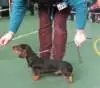 postgraddog2nd_small.jpg